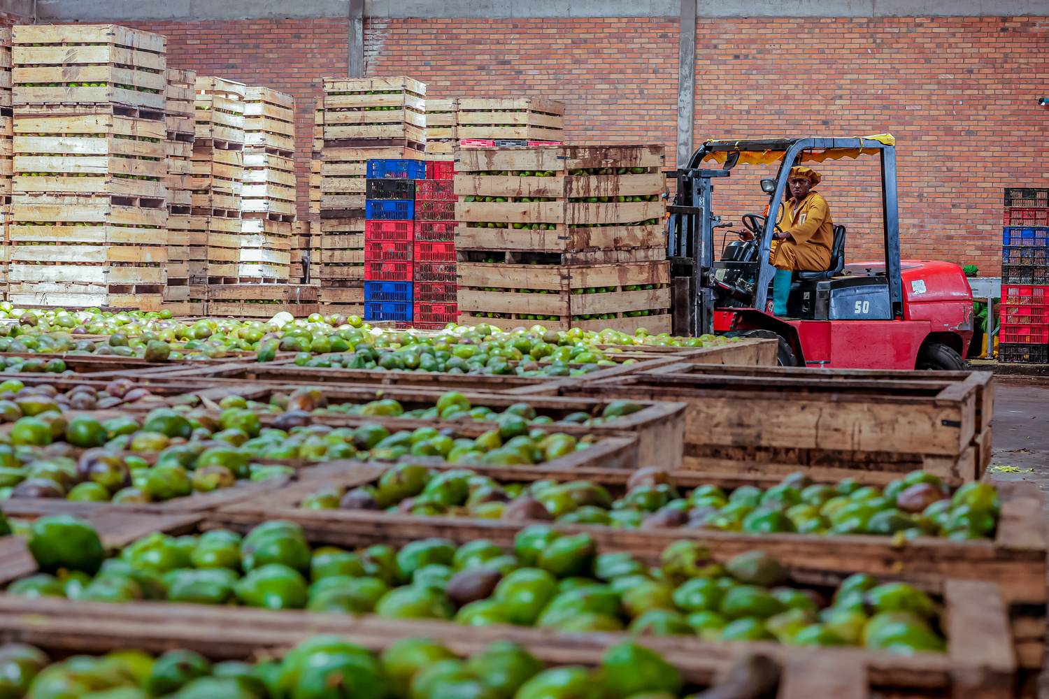 Entrepôt de l’usine de Ngagara : caisses d’avocats empilées et chariot élévateur.